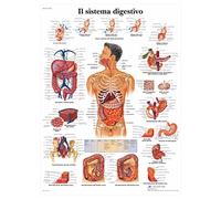 3B Scientific Póster Educativo de Anatomía y Patologías de la Mano y la Muñeca, Ortopedia para Medicina, Fisioterapia, Enfermería y Educación Sanitaria