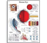 3B Scientific Póster Educativo de la Estructura del Ojo y la Visión, Póster de Pared de Anatomía Oftalmológica para Estudiantes de Medicina, Optometría, Enfermería y Formación Sanitaria