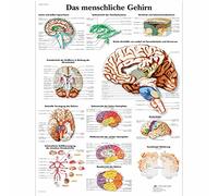 3B Scientific Póster explicativo sobre el cerebro humano (en alemán - Das menschliche Gehirn)