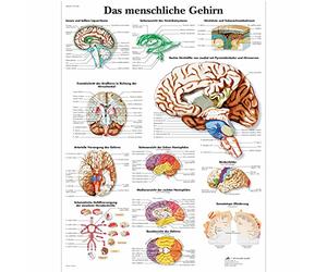 3B Scientific Póster explicativo sobre el cerebro humano (en alemán - Das menschliche Gehirn)