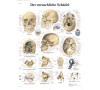 3B Scientific - Póster explicativo sobre - El cráneo humano, 1