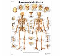 3B Scientific Póster explicativo sobre el esqueleto (en alemán - Das menschliche Skelett)