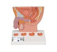 3B Scientific® Próstata - Modelo Anatómico Masculino a 1/2 Escala con Base de Vejiga & Suelo Pélvico + Smart Anatomy App (Garantía de 5 Años)