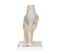 3B Scientific® Rodilla - Modelo Anatómico Humano de Sección Articular en 3 Partes a Tamaño Real + Smart Anatomy App (Garantía de 5 Años)