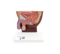 3B Scientific Sección traversal de la pelvis masculina, tamaño natural, tono de piel oscuro, 3B Smart Anatomy