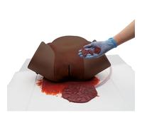 3B Scientific® Simulador de Hemorragia Postparto (PPH) - Piel Oscura, Entrenador obstétrico para sangrado uterino, extracción de coágulos y práctica de compresión