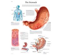 3B Scientific - Tabla De Estómago, Laminado, 1