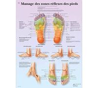 3B Scientific Tableau de Réflexologie Plantaire, Affiche des Zones Réflexes en Français pour Réflexologie, Massothérapie et Formation Sanitaire