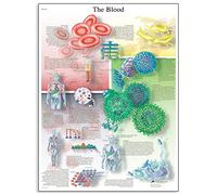 3B Scientific The Blood Chart, Sin laminar