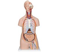 3B Scientific® Torso Clásico - Modelo Anatómico Humano Neutro de 16 Partes + Smart Anatomy App (Garantía de 5 Años)