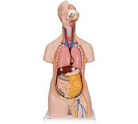 3B Scientific® Torso Clásico - Modelo Anatómico Neutro de 14 Partes con Órganos Extraíbles para Enseñanza & Formación + Smart Anatomy App (Garantía de 5 Años)