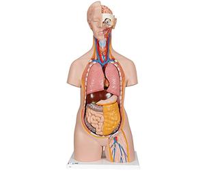 3B Scientific® Torso Clásico - Modelo Anatómico Neutro de 14 Partes con Órganos Extraíbles para Enseñanza & Formación + Smart Anatomy App (Garantía de 5 Años)