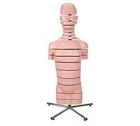 3B Scientific® Torso con 15 Planos de Corte - Modelo Anatómico Humano a Tamaño Real + Smart Anatomy App (Garantía de 5 Años)