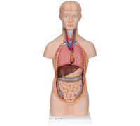 3B Scientific® Torso de Anatomía Humana - Modelo a Tamaño Real de 12 Piezas con Órganos Desmontables (Corazón, Pulmones, Hígado, Estómago, Intestinos) + App 3B Smart Anatomy para