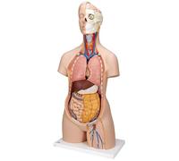 3B Scientific® Torso Estándar - Modelo Anatómico Humano de 12 Partes Neutro en Género + Smart Anatomy App (Garantía de 5 Años)