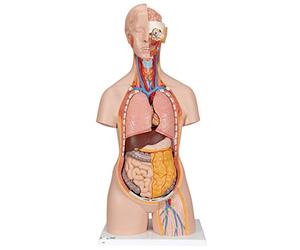 3B Scientific® Torso Humano de Anatomía - Modelo Clásico de 18 Partes sin Sexo con Espalda Abierta, Órganos Desmontables, Tamaño Real + Smart Anatomy App (Garantía de 5 Años)