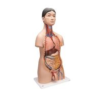 3B Scientific® Torso Japonés - Modelo Anatómico Humano de 18 Partes con Órganos Genitales Femeninos & Masculinos + Smart Anatomy App (Garantía de 5 Años)