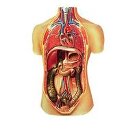 3B Scientific V2006M Anatomía humana Órganos Internos