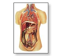 3B Scientific V2006U Anatomía humana Órganos Internos