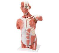 3B Scientific VA16 Modelo de anatomía humana Torso Con Músculos, de Tamaño Natural, 27 Partes + App de anatomía gratuita - 3B Smart Anatomy
