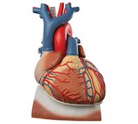 3B Scientific VD251 Corazón En Diafragma, 3 Veces Su Tamaño Natural, de 10 Piezas - 3B Smart Anatomy