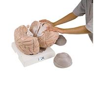 3B Scientific VH409 Modelo Anatómico Humano - Modelo de Encéfalo Gigante, 2.5 Veces el Tamaño Natural, Desmontable En 14 Piezas