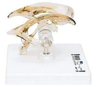 3B Scientific VH410, Ventrículo Cerebral - 3B Smart Anatomy, 1, en 1 pieza, Multicolor + App de anatomía gratuita - 3B Smart Anatomy