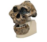 3B Scientific VP755/1 Réplica del Cráneo del Australopithecus Boisei, Knm-Er 406 y Omo L7A-125