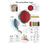 3B Scientific VR0226L - Póster explicativo sobre el ojo humano (en alemán)