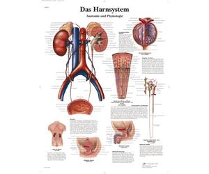 3B Scientific VR0514UU - Póster anatómico Las vías urinarias, Anatomía y fisiologia (en alemán Das Harnsystem - Anatomie und Physiologie)