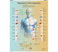 3B Scientific VR0610UU HSN Sport