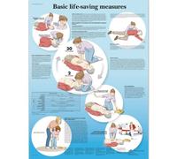 3B Scientific Vr1770L Anatomía Humana - Tabla Básica De Soporte Vital, Versión Laminada