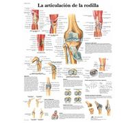 3B Scientific VR3174L Póster Anatómico, la Articulación de la Rodilla