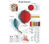 3B Scientific VR3226UU Impreso En Papel, el Ojo Humano