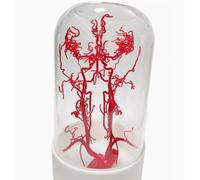 3D Cabeza y Cuello Vascular Modelo Cerebro completo Vascular Modelo Alta precisión Cabeza y cuello Arterial Modelo 1:1 Tamaño: 21*21*35cm para Comunicación médico-paciente Doctor Pantalla de escritor