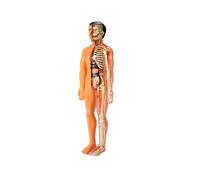 3d Human Body Anatomy Children Plastic Diy Skeleton Toy Science Early Learning Aids Educational Toy-