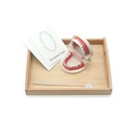 3d Human Brush Tooth Model for School Medical Education Teaching Aids