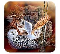 3D LiveLife Posavasos de Corcho - Búho en el Bosque de Deluxebase. Posavasos de Corcho de buhos Lenticular 3D, con Ilustraciones Originales con Licencia del reconocido Artista Steven Michael Gardner