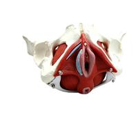 3D Modelo Anatomico Pelvis Femenina, Modelos Suelo Pélvico 26x18x22cm
