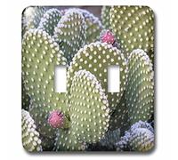 3D Rose LSP_231254_2 USA, New México, Close, up of beavertail Prickly - Interruptor doble de cactus, multicolor