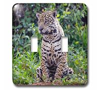 3dRose (2) Interruptor doble de palanca (lsp_258365_2) Brasil, Mato Grosso, el Pantanal, Jaguar descansando junto al río Cuiaba.