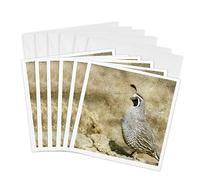 3Drose California Quail with Textures - Tarjetas de felicitación, 15,24 x 15,24 cm, juego de 6 (gc_12394_1)