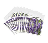 3dRose Field of Purple Flowers - Tarjetas de felicitación, 15,24 x 15,24 cm, juego de 12 (gc_6269_2)