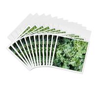 3dRose gc_251394_2 Kale for Sale at a Farmers Market, Charleston, South Carolina Usa - Tarjeta de felicitación (12 unidades)