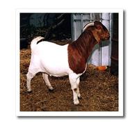 3dRose ht_818_3 Boer Doe - Transferencia de calor para planchar de cabra, 10 pulgadas, multicolor