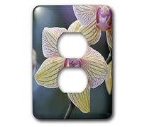 3dRose LLC lsp_10357_6 Phlaenopsis Polilla es una vibrante orquídea de jardín en la que es una planta tropical y un ramo de flores cuando florece 2 enchufes cubierta de salida