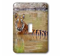 3dRose LLC. lsp_209104_1 Royal Bengal Tiger At The Waterhole, Tadoba Andheri Tiger Reserve - Interruptor de palanca único, multicolor
