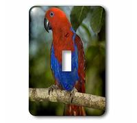 3dRose LLC lsp_84954_1 Papua Nueva Guinea, Eclectus Parrot, Tropical Bird Oc12 Bfr0032 Bernard Friel interruptor de palanca individual