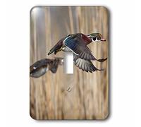 3dRose LLC. LSP_95624_1 USA, Estado de Washington, Pato de Madera, Macho, Hembra, Flight-Us48 Glu0011-Gary Luhm-Single Interruptor, Multicolor