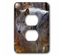 3dRose LSP_259712_6 New Jersey, Columbia, Lakota Preserve. Close-Up of Timber Wolf Plug Outlet Cover Multicolor